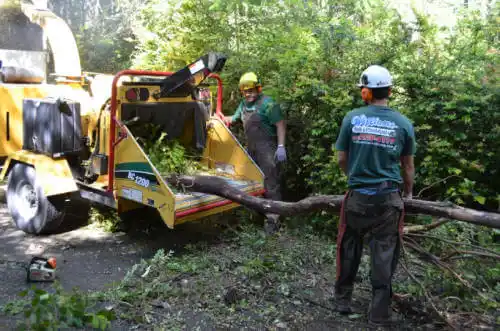 tree services Gainesville